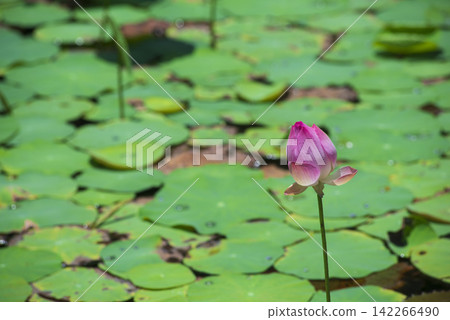 A single pink lotus bud rising gracefully above a pond covered with green lily pads, creating a serene and elegant nature composition with soft bokeh background. A single pink lotus bud rising gracefully above a pond covered with green lily pads, creating a serene and elegant nature composition with soft bokeh background. 142266490