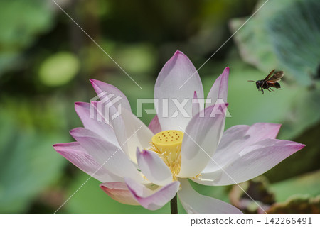 A bee flying toward a blooming pink lotus flower in a pond garden with a visible yellow seed pod and stamens in sharp focus against a soft green bokeh background of lotus leaves. A bee flying toward a blooming pink lotus flower in a pond garden with a visible yellow seed pod and stamens in sharp focus against a soft green bokeh background of lotus leaves. 142266491