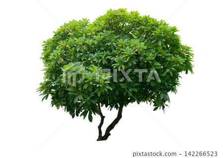 Plumeria tree Plumeria tree 142266523