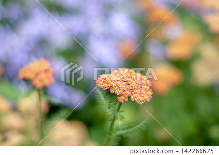 Pink Achillea yarrow bloom with dreamy lavender and yellow floral bokeh Pink Achillea yarrow bloom with dreamy lavender and yellow floral bokeh 142266675