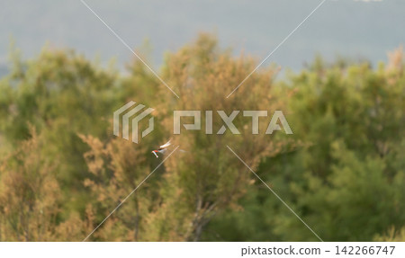 Tern flying with fish over green reeds Tern flying with fish over green reeds 142266747