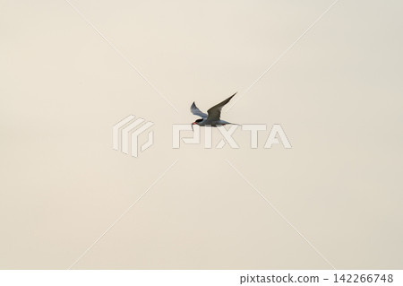 Seabird flying with fish at dusk Seabird flying with fish at dusk 142266748