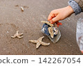 Person removing broken glass from North Sea beach beside common starfish Person removing broken glass from North Sea beach beside common starfish 142267054