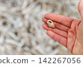 Small spiral seashell resting in a person's open hand on North Sea beach Small spiral seashell resting in a person's open hand on North Sea beach 142267056