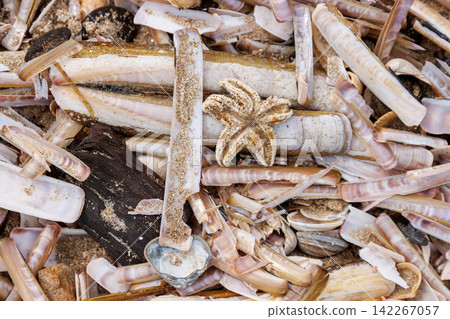 Common starfish among razor clam shells washed ashore on North Sea beach 142267057