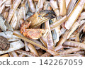 Detached crab claw among razor clam shells on North Sea beach Detached crab claw among razor clam shells on North Sea beach 142267059