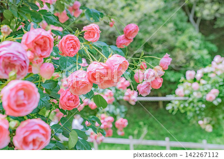 Roses proud Roses proud 142267112