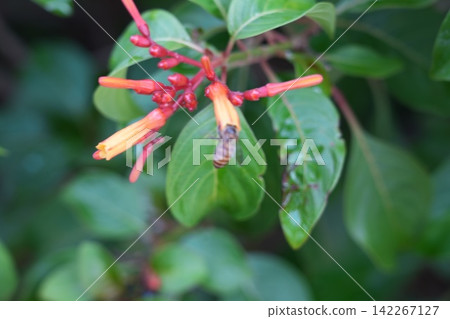Closeup of Firebush Flowers and a Honey Bee Closeup of Firebush Flowers and a Honey Bee 142267127