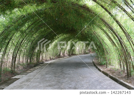 Bamboo Tunnel Serenity Path in Lush Green Landscape Bamboo Tunnel Serenity Path in Lush Green Landscape 142267143