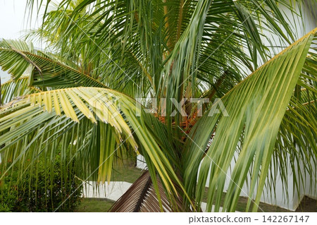 Coconut Palm Tree Foliage in Tropical Setting Coconut Palm Tree Foliage in Tropical Setting 142267147