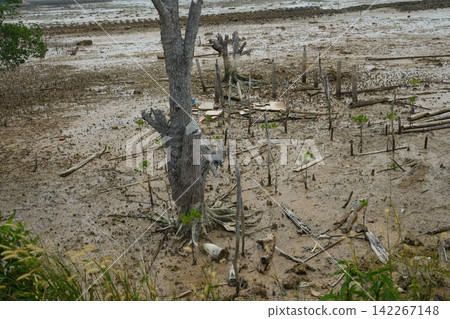 Muddy Mangrove Forest with Young Rhizophora saplings Muddy Mangrove Forest with Young Rhizophora saplings 142267148