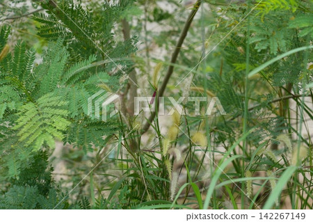 Verdant Vegetation with Grasses and Albizia julibrissin Tree Verdant Vegetation with Grasses and Albizia julibrissin Tree 142267149