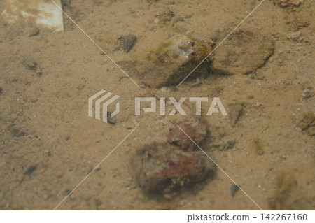 Gobies Fish in Shallow Water Coastal Habitat Gobies Fish in Shallow Water Coastal Habitat 142267160