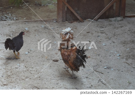 Two Chickens on Sandy Ground Outdoor Scene Two Chickens on Sandy Ground Outdoor Scene 142267169