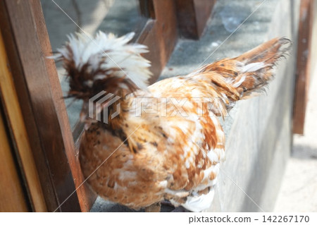 Close up of a Polish Chicken Standing Near a Window Close up of a Polish Chicken Standing Near a Window 142267170