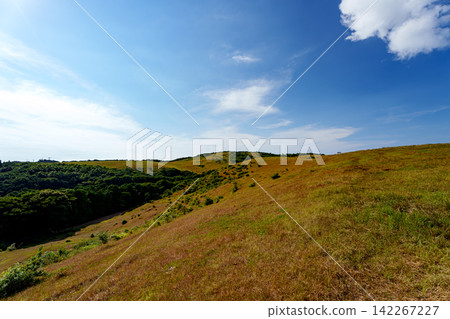 A vast grassland under a blue sky A vast grassland under a blue sky 142267227