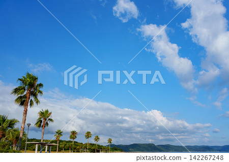一個熱帶風格的海濱公園,擁有藍天和棕櫚樹。 一個熱帶風格的海濱公園,擁有藍天和棕櫚樹。 142267248