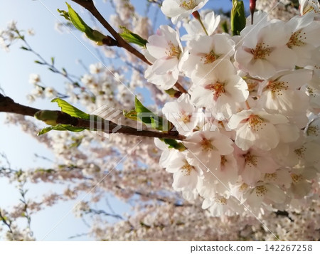 Close-up background image of cherry blossoms against a blue sky and fresh green leaves. Close-up background image of cherry blossoms against a blue sky and fresh green leaves. 142267258