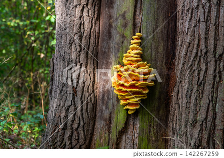 Laetiporus sulphureus or chicken of the woods mushroom on tree 142267259