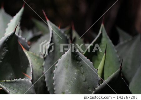 Agave Plant Leaves with Thorns Botanical Garden Closeup Agave Plant Leaves with Thorns Botanical Garden Closeup 142267293