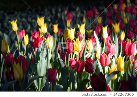 Red and Yellow Tulips in Full Bloom Spring Garden 142267300