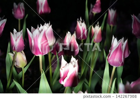 Tulips Flowers Blooming Spring Pink and White Garden Beauty Tulips Flowers Blooming Spring Pink and White Garden Beauty 142267308