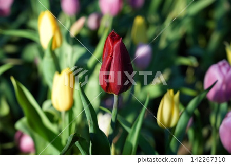 Red Tulip Flower Bud in a Colorful Garden Scene Red Tulip Flower Bud in a Colorful Garden Scene 142267310