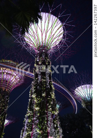 Gardens by the Bay Singapore Supertrees at Night Gardens by the Bay Singapore Supertrees at Night 142267397