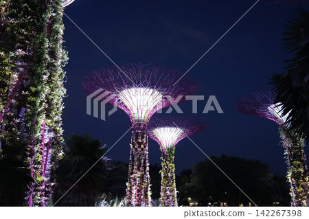 Gardens by the Bay Supertrees at Night in Singapore Gardens by the Bay Supertrees at Night in Singapore 142267398