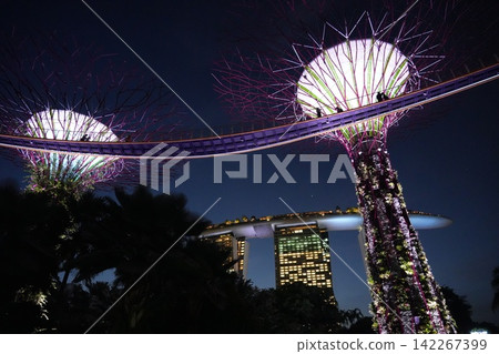 Gardens by the Bay Singapore Supertrees at Night Gardens by the Bay Singapore Supertrees at Night 142267399