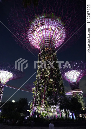 Gardens by the Bay Singapore Night Photography Gardens by the Bay Singapore Night Photography 142267403