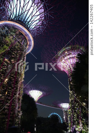 Gardens by the Bay Supertrees at Night Singapore 142267405