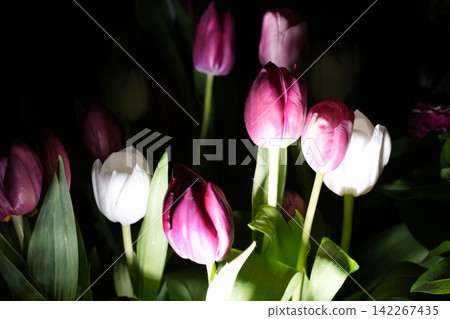 Tulip Flowers Dark Background Floral Still Life Photo Tulip Flowers Dark Background Floral Still Life Photo 142267435