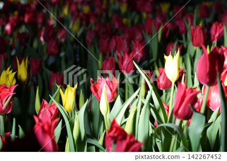 Field of Red and Yellow Tulips Springtime Flowers Field of Red and Yellow Tulips Springtime Flowers 142267452