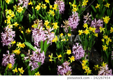 Beautiful Hyacinth and Narcissus Flowers in Bloom Beautiful Hyacinth and Narcissus Flowers in Bloom 142267454