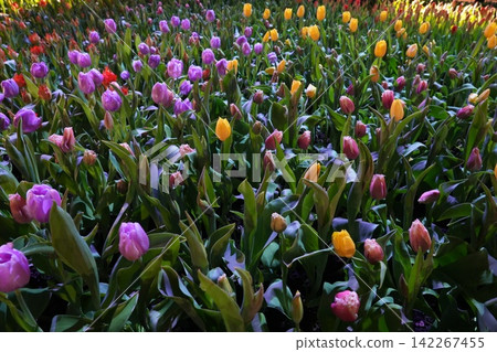 Colorful Tulip Field in Springtime Bloom Colorful Tulip Field in Springtime Bloom 142267455