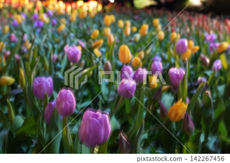 Field of Tulips in Bloom Spring Flowers Field of Tulips in Bloom Spring Flowers 142267456