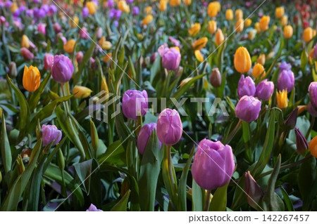 Colorful Tulip Flowers Field Purple and Yellow Blossoms Colorful Tulip Flowers Field Purple and Yellow Blossoms 142267457