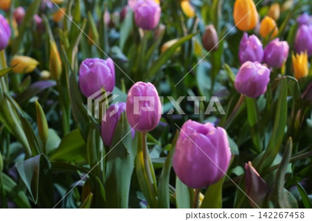 Purple and Yellow Tulips in Bloom Close Up Purple and Yellow Tulips in Bloom Close Up 142267458