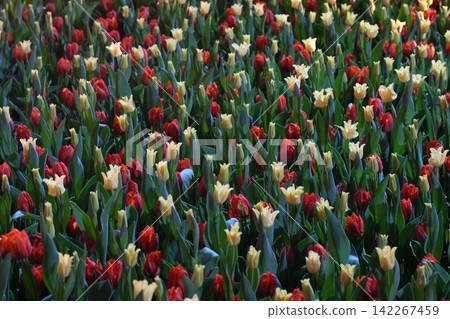 Field of Red and Yellow Tulips in Bloom Field of Red and Yellow Tulips in Bloom 142267459