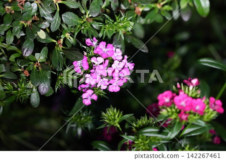 Pink Dianthus Flowers in Bloom Garden Scene Pink Dianthus Flowers in Bloom Garden Scene 142267461