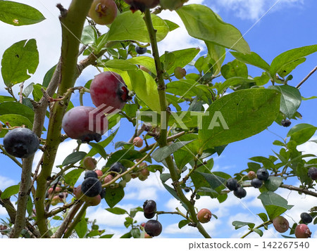 Blue sky and blueberries Blue sky and blueberries 142267540