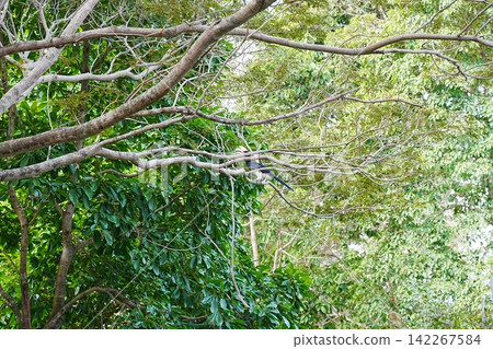 Oriental Pied Hornbill in Lush Green Tree Canopy Oriental Pied Hornbill in Lush Green Tree Canopy 142267584