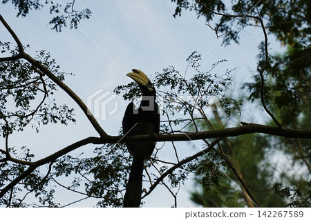 Oriental Pied Hornbill Bird on a Branch Nature Image Oriental Pied Hornbill Bird on a Branch Nature Image 142267589