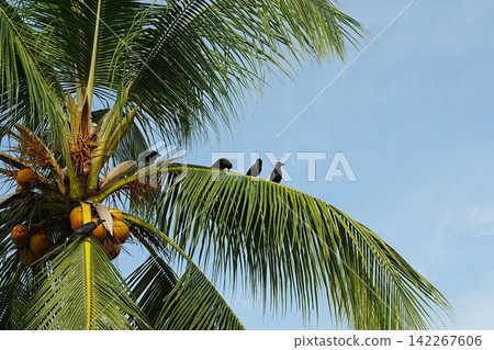 Crows on Coconut Palm Tree Against Blue Sky Crows on Coconut Palm Tree Against Blue Sky 142267606