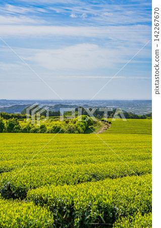 A landscape of tea plantations in Iwata City (Shizuoka Prefecture) A landscape of tea plantations in Iwata City (Shizuoka Prefecture) 142267670