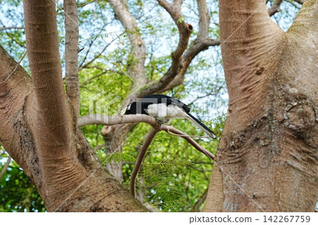 Oriental Pied Hornbill Bird Perched on a Tree Branch Oriental Pied Hornbill Bird Perched on a Tree Branch 142267759