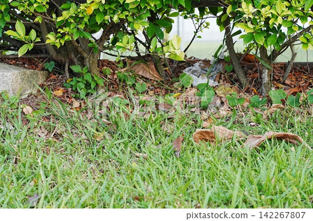 Bird in the Grass Nature Scene Photography Bird in the Grass Nature Scene Photography 142267807
