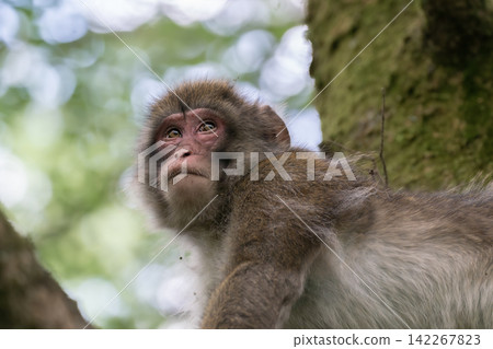 Wild Japanese macaques Wild Japanese macaques 142267823