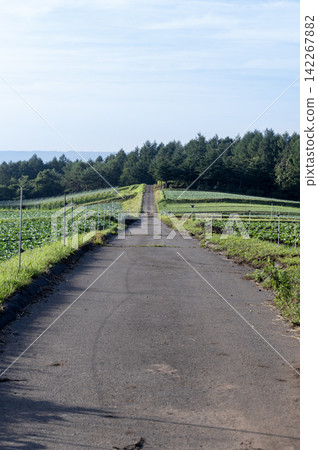 夏日妻戀村的捲心菜田和農場道路。 142267882